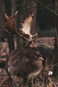 Deer profile portrait 