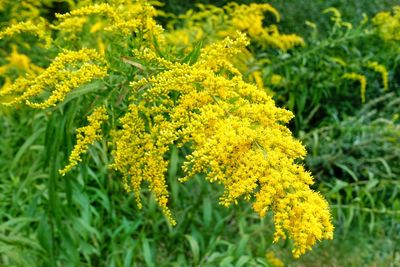 Close-up of yellow flowering plants