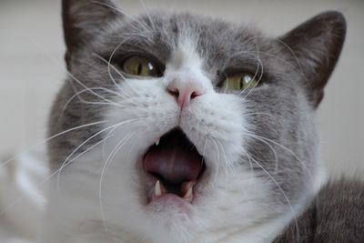 Close-up portrait of cat