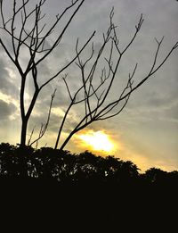 Low angle view of silhouette trees against sky during sunset