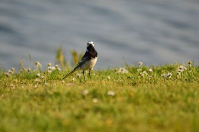 Close-up of bird perching on field