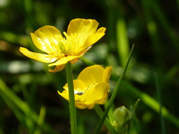 Close-up of yellow flowering plant on field