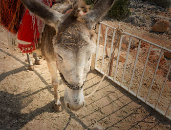 Horse in zoo