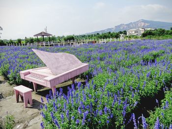 Flower plants against sky