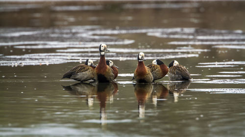 View of ducks swimming in lake