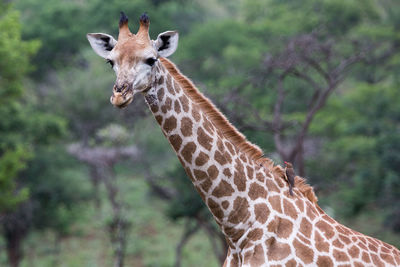 Giraffe standing on tree