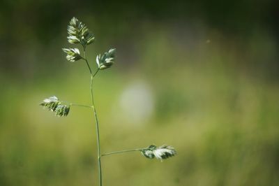 Close-up of butterfly on plant