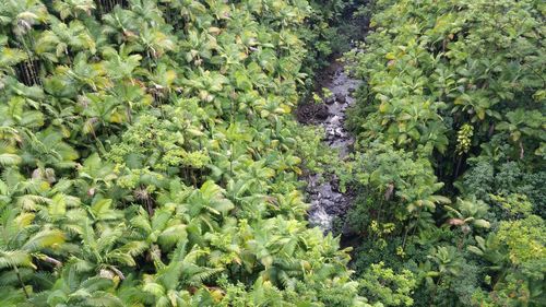 Full frame shot of green plants