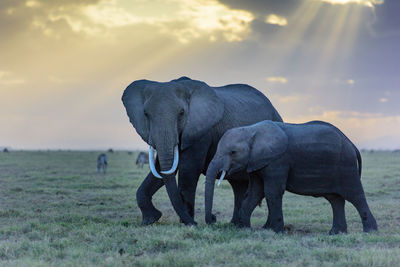 Elephants on field against sky during sunset