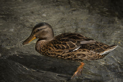 Close-up of mallard duck swimming in lake