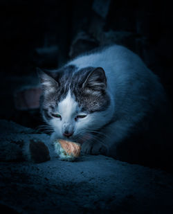 Close-up of a cat