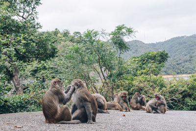 Monkey gathering