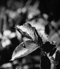 Close-up of raindrops on plant