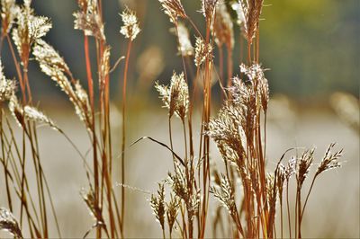 Close-up of wheat field