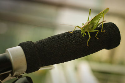 Close-up of insect on branch