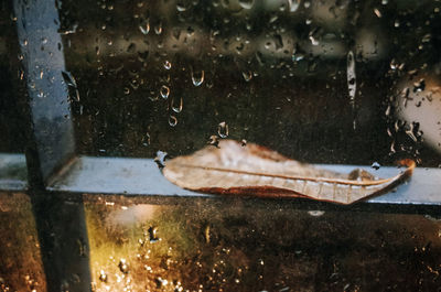 Close-up of leaf on wet glass window