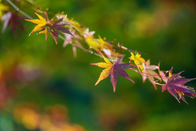 Close-up of maple leaves