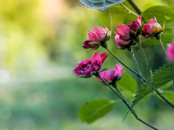 Close-up of pink flowering plant