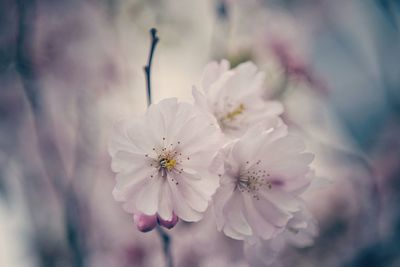 Close-up of white flowers