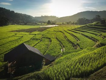 Scenic view of agricultural field against sky