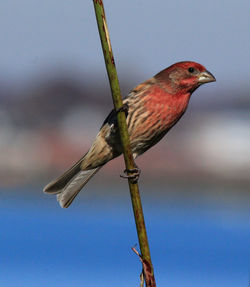 Close-up of bird perching on branch against sky