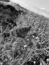 Close-up of butterfly pollinating flower