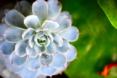 Close-up of flowers blooming outdoors