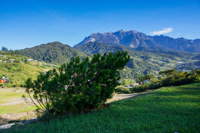 Scenic view of field and mountains against clear blue sky