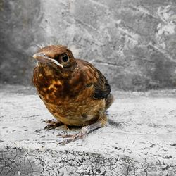 Close-up of sparrow perching on snow