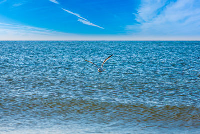 Bird flying over sea against sky