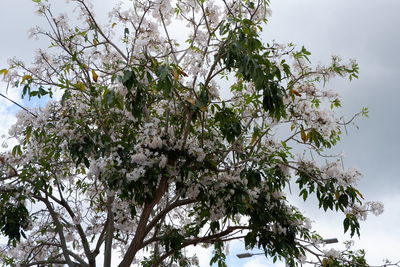 Low angle view of flowering tree against sky