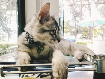 Portrait of a cat sitting on table