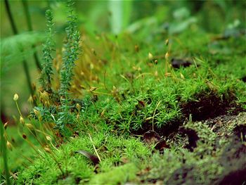 Close-up of plants growing on field