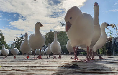 View of seagulls on beach