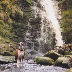 Dog on rock in forest