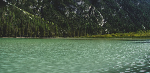 Scenic view of lake in forest