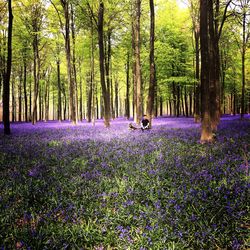 Trees growing in forest
