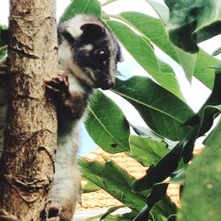 Two cats sitting on tree