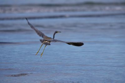 Bird flying over sea