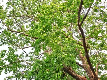 Low angle view of trees against sky