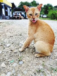 Portrait of cat sitting on field