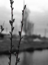 Close-up of snow on twig during winter