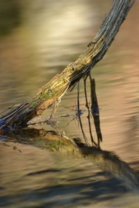 Close-up of insect on a lake