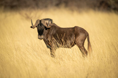 Black wildebeest stands in tall grass staring
