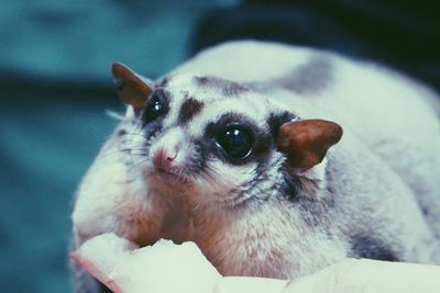 Close-up of hand holding sugar glider