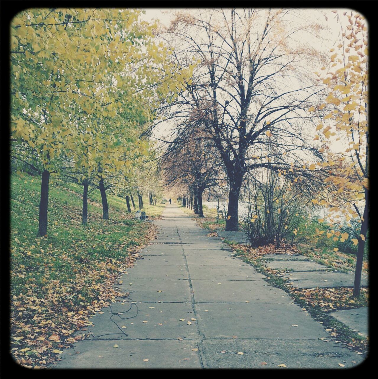 the way forward, tree, transfer print, diminishing perspective, auto post production filter, vanishing point, tranquility, footpath, treelined, growth, nature, branch, transportation, beauty in nature, tranquil scene, road, day, autumn, outdoors, pathway