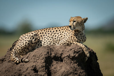 Full length of cheetah sitting on rock