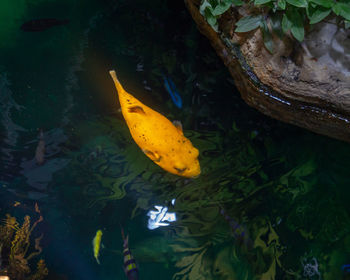 High angle view of fish swimming in pond