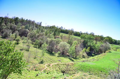 Trees on field against clear sky