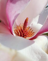 Close-up of pink flowers